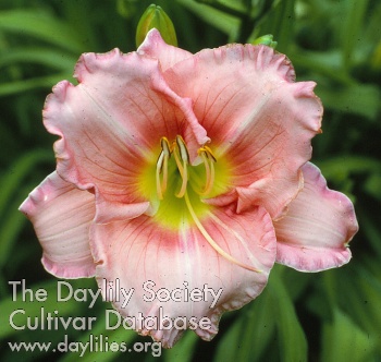 Daylily Heaven and Earth